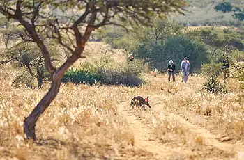 10_Day_Family_Safari_and_Cape_Town_-_17_-_Wide_50_sharpen_scaled_350w_230h