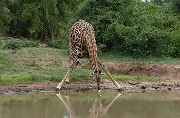 12_Day_Cape_Town,_Safari___Mozambique_Honeymoon_-_1_-_Kapama_Karula4_50_sharpen_scaled_350w_230h