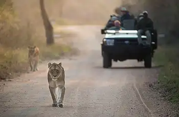12_Day_Cape_Town,_Safari___Mozambique_Honeymoon_-_1_-_Kapama_Karula5_50_sharpen_scaled_350w_230h